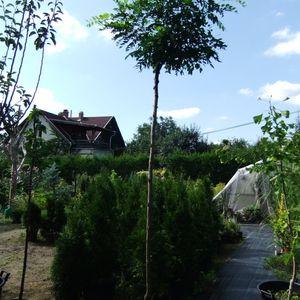 gombakac3