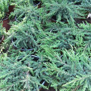GreenCarpetT