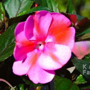 impatiens-x-hawkeri 2025 1cs-sközelije