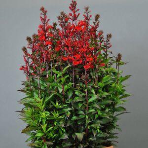 Lobelia_n_zlpv