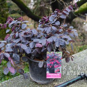 Loropetalum Black Pearl 1cs2