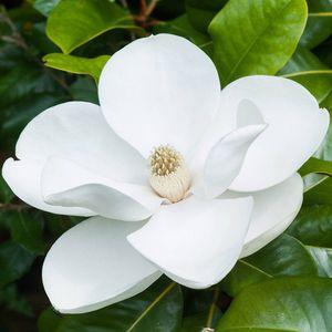 Magnolia-n