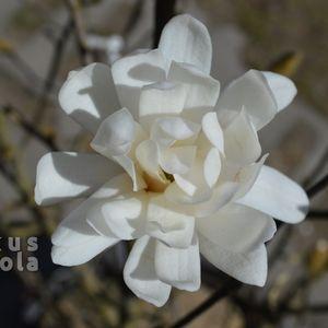 Magnolia_stellata_20200323_viragfelulrol