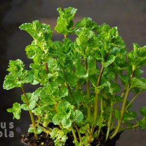 Menta_Crispa_2025_1cs