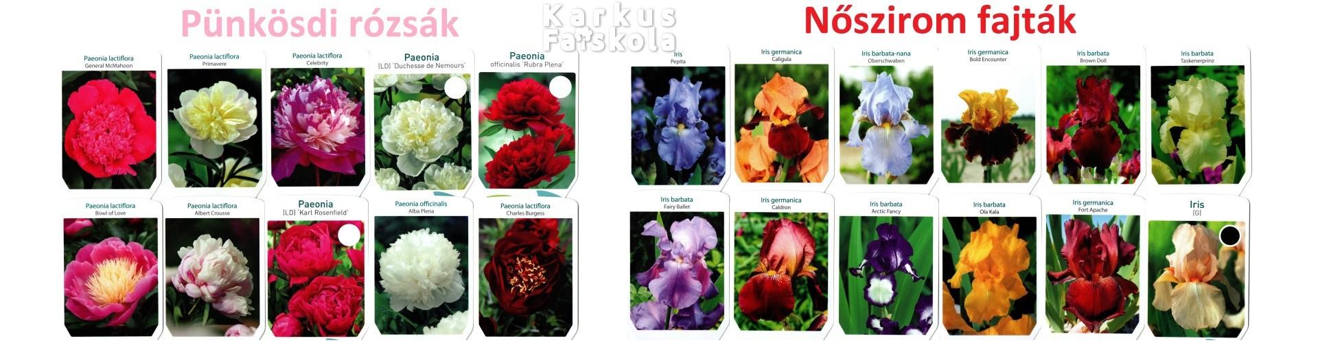 peoniak másolatakkk