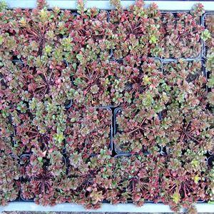Sedum_talkamcs_16_lada