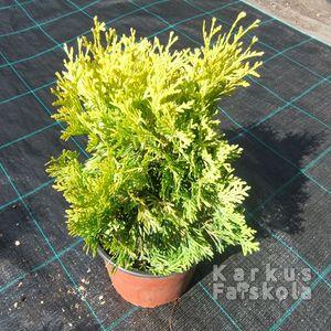 Thuja_maria__2016