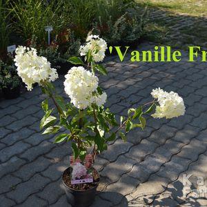 Vanille_Fraise_2024osz_k3
