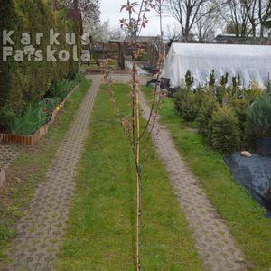 verszilva_2023_04_15