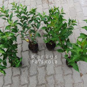 weigela_4db_z
